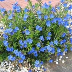 Lithodora Diffusa - Blue